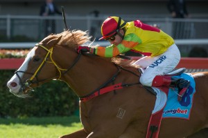 Miracles Of Life is our Best Bet at Morphettville today who races in The Goodwood 2014