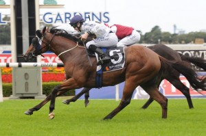 Time For War is our second tip for the Champagne Classic 2014 at Doomben racecourse