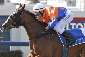 Tornado Miss - Queensland Oaks 2014 field, tips and odds