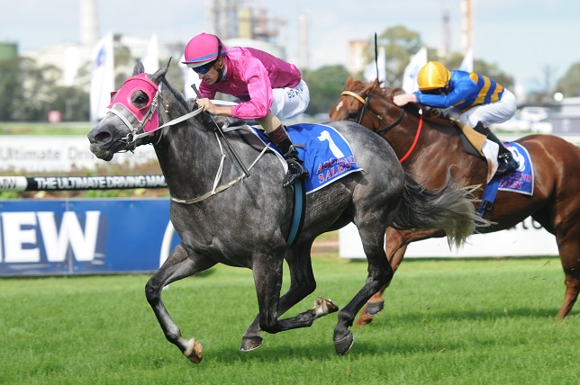 Catkins heads 2014 Sheraco Stakes Field