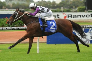 Mamwaazel is in our Tips to win the Sunshine Coast Guineas 2014