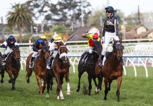 Mr O'Ceirin heads 2014 Kingston Town Stakes Field