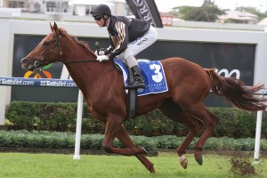 Srikandi - 2014 Stradbroke Handicap Field