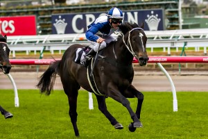 Zebulon is our Top Tip at Flemington today