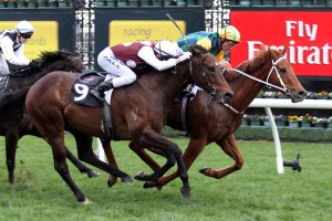 Tiger Tees (Adrienne Bicknell)