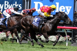 Zululand (Adrienne Bicknell)