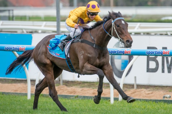 Sino Eagle - Aurie's Star Handicap 2014