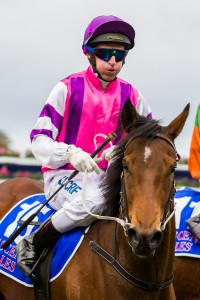 Royal Snitzel winning the Ascend Sales Trophies Handicap at Caulfield ridden by Dale Smith and trained by Mick Price - (photo by Steven Dowden/Race Horse Photos Australia)