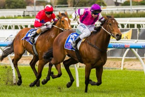 Royal Snitzel - Quezette Stakes 2014