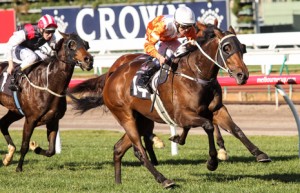 Star Rolling is our Top Tip in the 2014 Dato Tan Chin Nam Stakes Field