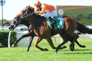 Best Bet at Randwick is Terravista