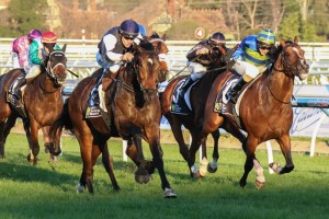 Stipulate - Underwood Stakes 2014