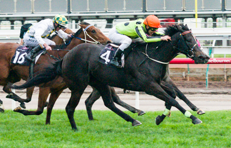 Commanding Jewel heads 2014 Let's Elope Stakes Field