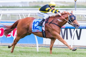 Laohu - Sandown Tips