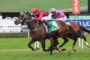 Rock Sturdy is out Top Tip on Chelmsford Stakes 2014 day at Randwick racecourse