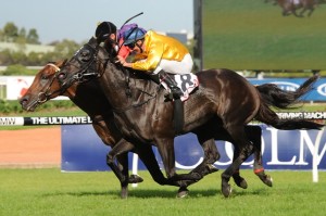 Silent Achiever - Underwood Stakes 2014