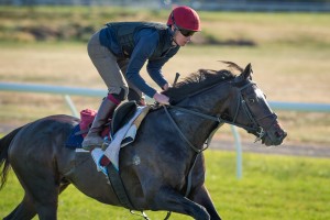 Adelaide - Cox Plate 2014