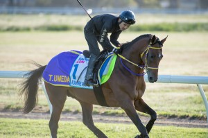 Admire Ratki - Caulfield Cup 2014
