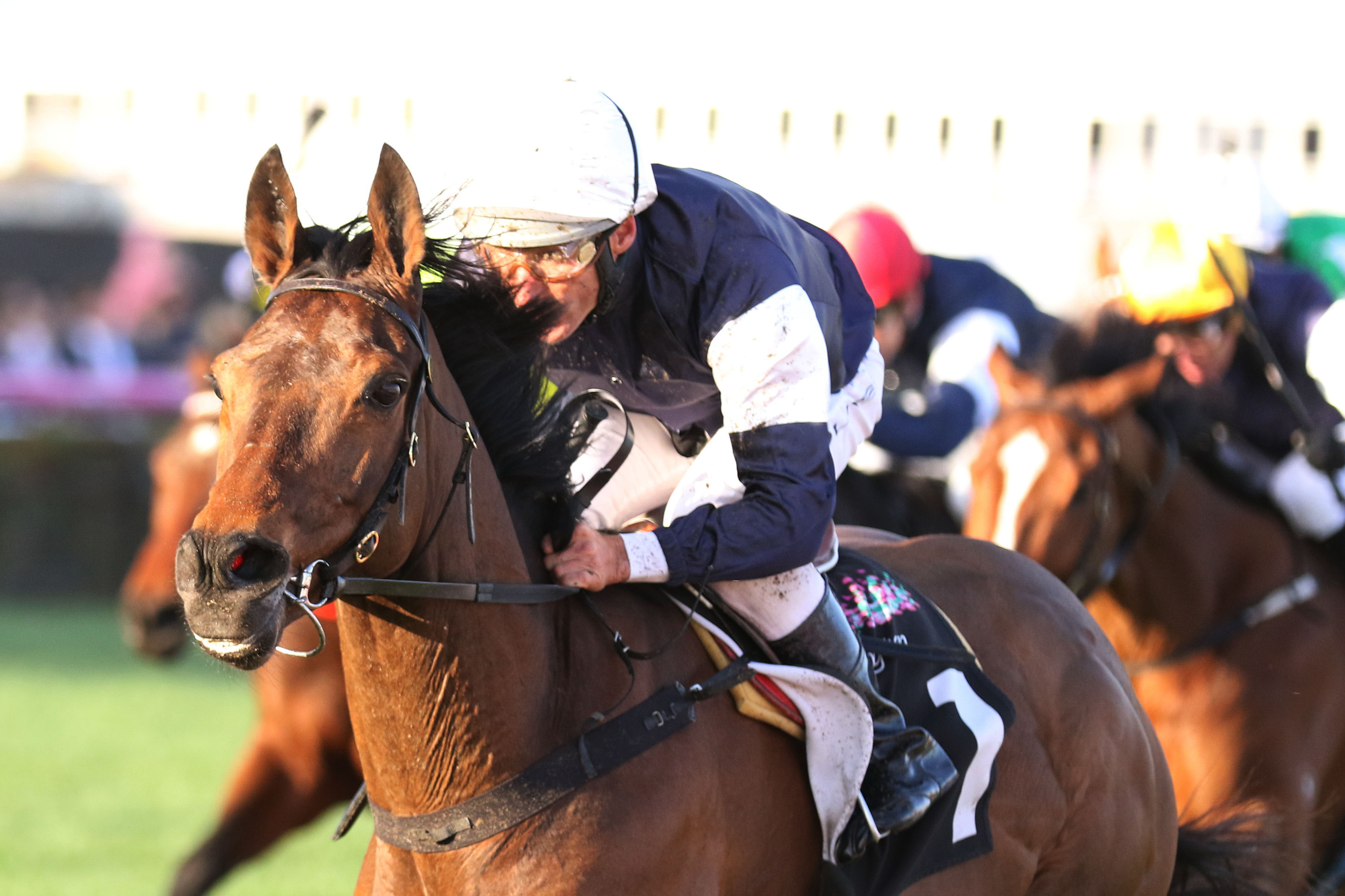 Turnbull Stakes 2017 day Tips Flemington (Winx) races 7/10/2017