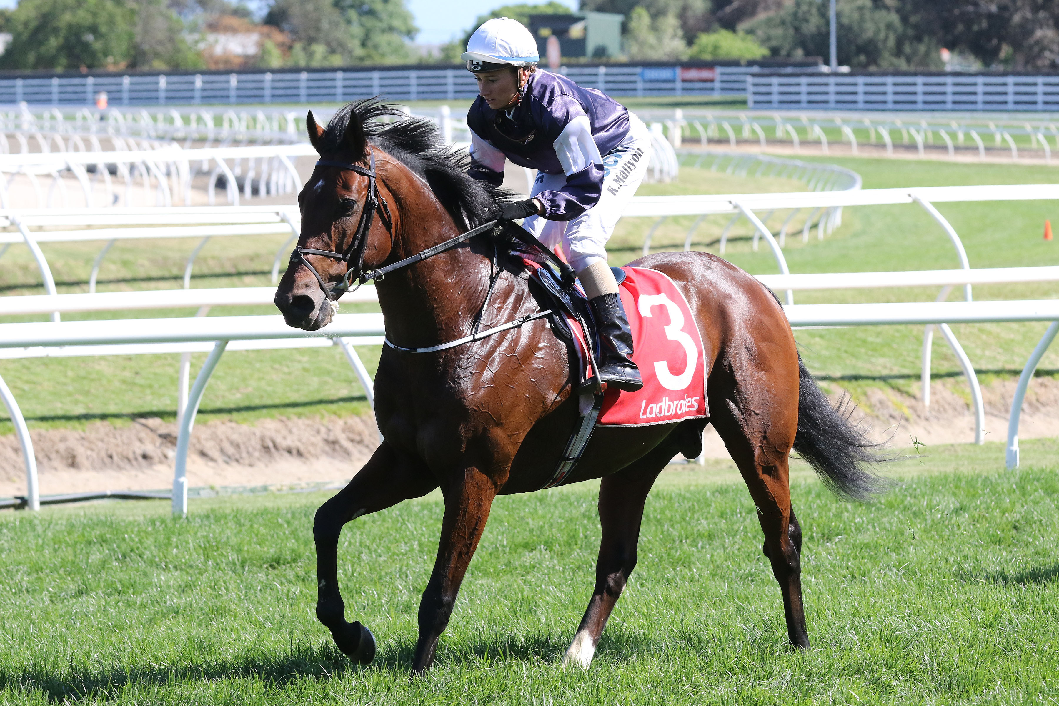 Johannes Vermeer heads Caulfield Cup odds Sports News