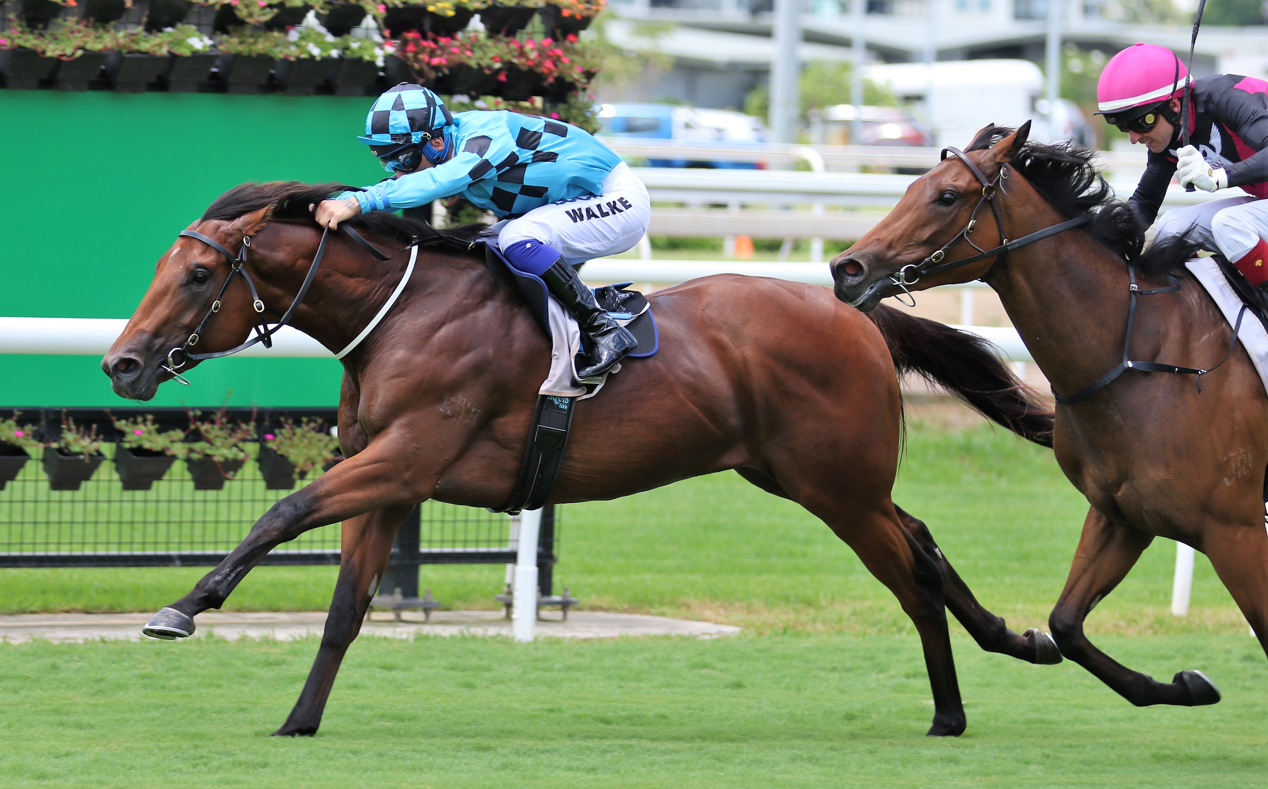 Wet Golden Slipper Won t Faze Victorian Horses Sports News Australia