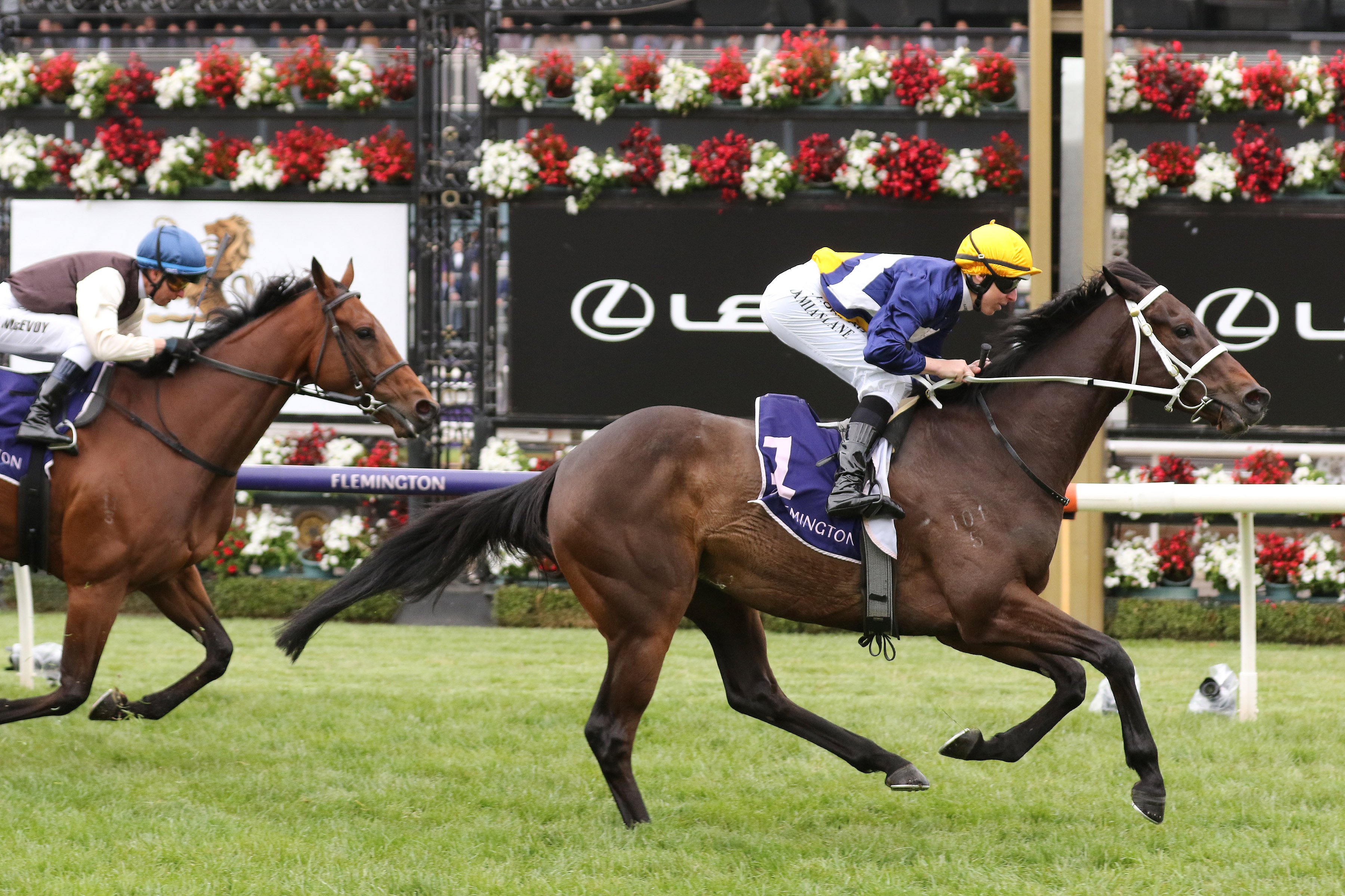 Savvy Oak set to head to the Pakenham Cup - Sports News