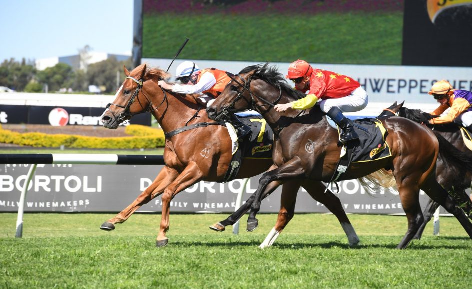 Trainer Gerald Ryan looking to Standout to deliver Sports News Australia