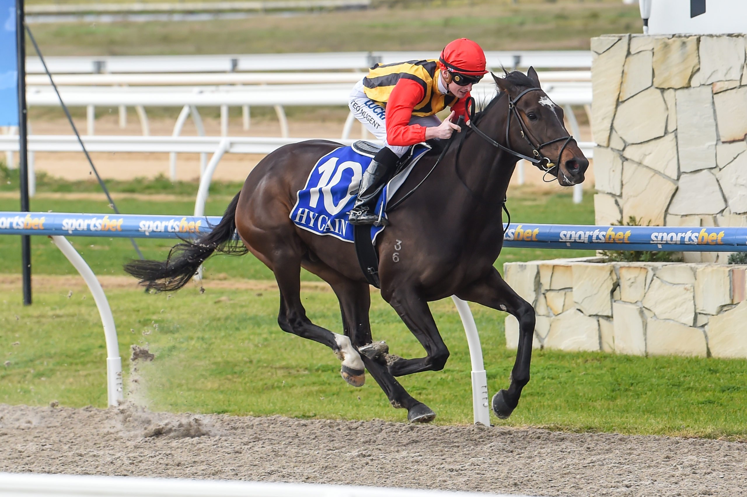 G1 start hinges on Vegas Knight's Sandown performance Sports News