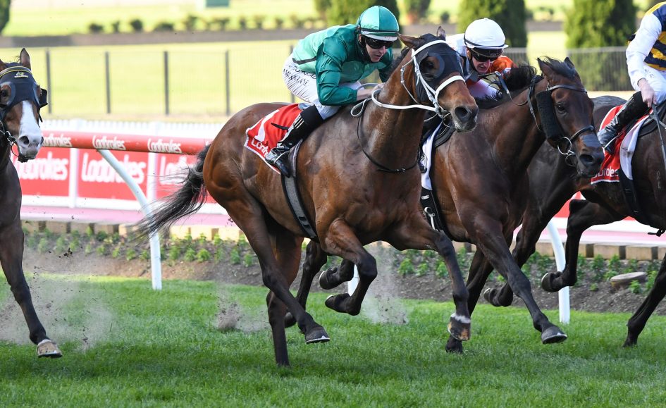 Humidor races into another Cox Plate Sports News Australia