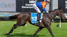 Jockey in orange and blue silks riding a dark brown racehorse on a grassy track during a race, with signs in the background.