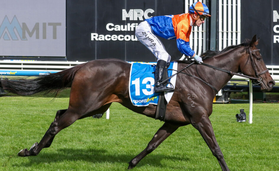 Jockey in orange and blue silks riding a dark brown racehorse on a grassy track during a race, with signs in the background.