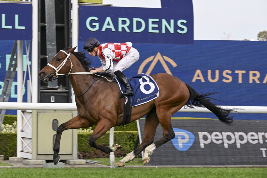 Bay racehorse with white bridle and jockey in red‑and‑white silks racing at a track, saddle cloth number 8 visible in background.