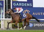 Bay racehorse with white bridle and jockey in red‑and‑white silks racing at a track, saddle cloth number 8 visible in background.