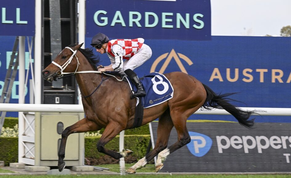 Bay racehorse with white bridle and jockey in red‑and‑white silks racing at a track, saddle cloth number 8 visible in background.