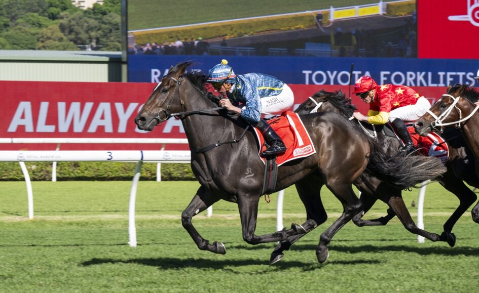 Three racehorses gallop down a track with jockeys in blue checkered and red silks, green infield and advertising boards in the background.