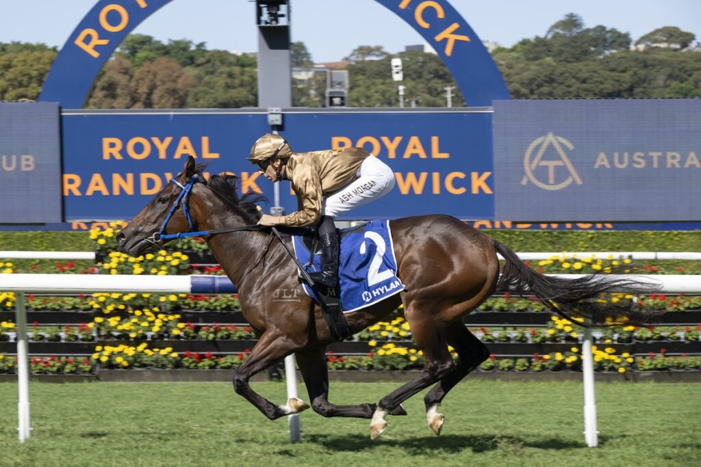 Jockey in gold silks rides a brown racehorse with blue tack at Royal Randwick, saddlecloth number 2.