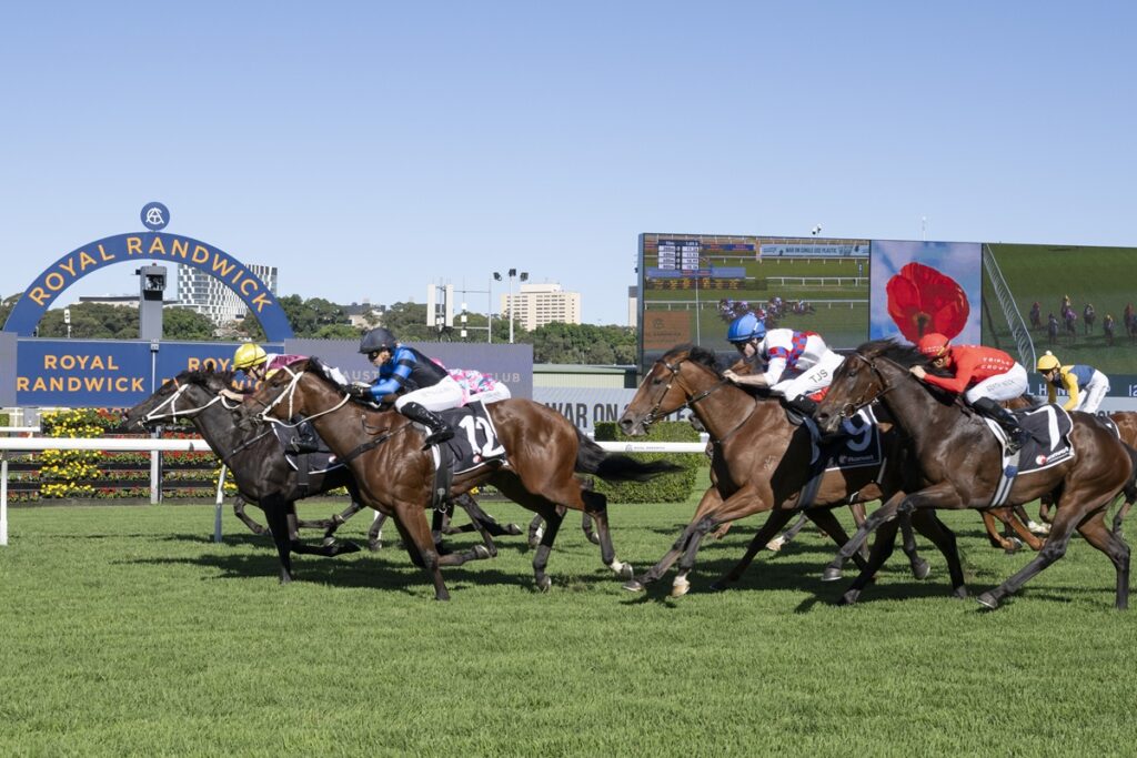 Jockeys and thoroughbreds race neck‑and‑neck on a sunny turf at Royal Randwick, with the blue Randwick sign in the background.
