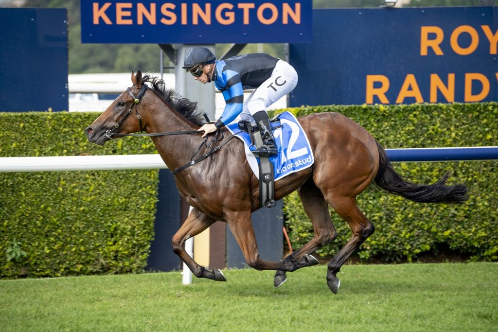 Jockey in blue-and-black silks rides a galloping bay horse on a grassy racecourse with a Kensington sign in the background.