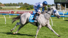 Jockey in blue and white silks rides a gray racehorse on a grassy track during a race on a sunny day.