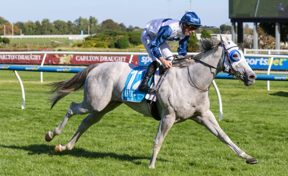 Jockey in blue and white silks rides a gray racehorse on a grassy track during a race on a sunny day.