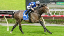 Jockey in blue and white silks rides a brown horse at full gallop on a turf racetrack with a red rails in the background, conveying a racing moment.