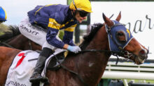 Jockey in blue and yellow silks and a bright yellow helmet rides a brown horse during a race, leaning forward toward the jump lines.