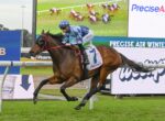 Chestnut racehorse and jockey in blue checkered silks race along the turf, saddlecloth branded Precise Air, at a trackside event