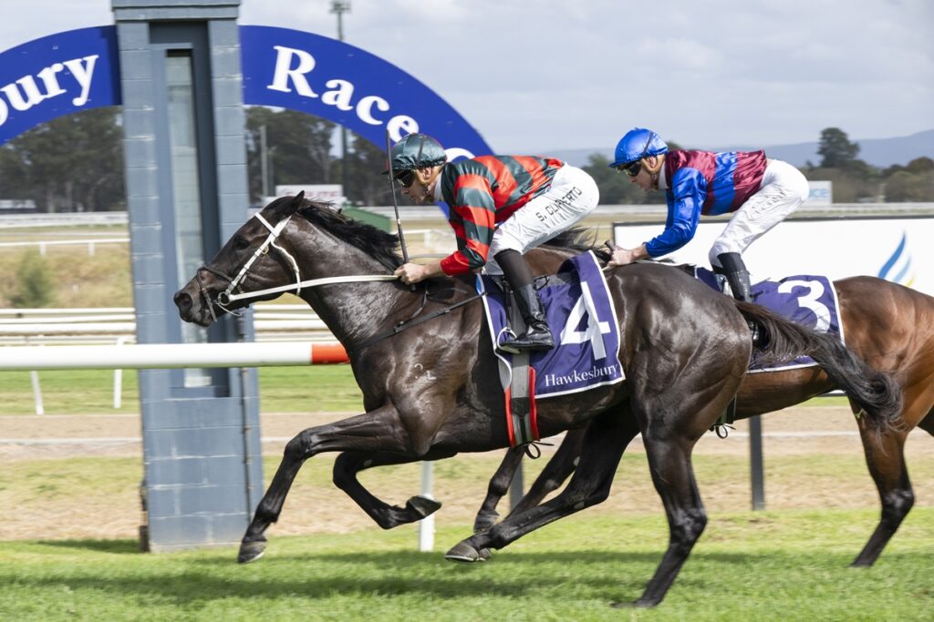 Two jockeys ride fast on thoroughbreds during a Hawkesbury race, leading the dark horse wearing number 4.]? Wait ensure proper: two jockeys on running horses, leading horse with number 4 saddlecloth at Hawkesbury track.