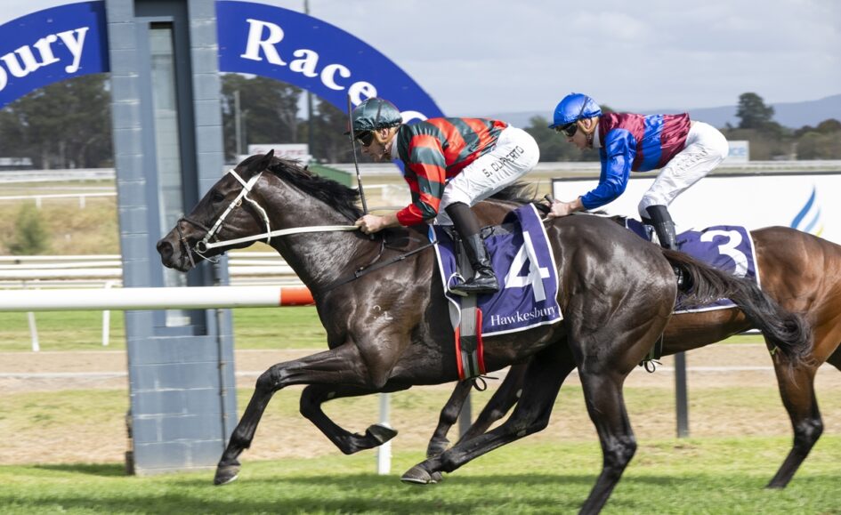 Two jockeys ride fast on thoroughbreds during a Hawkesbury race, leading the dark horse wearing number 4.]? Wait ensure proper: two jockeys on running horses, leading horse with number 4 saddlecloth at Hawkesbury track.