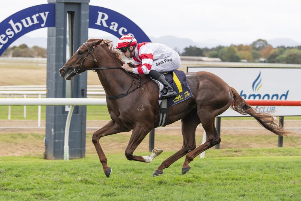 Thoroughbred racehorse galloping on a track with a jockey in red-and-white silks, Josh Parr, during a race.
