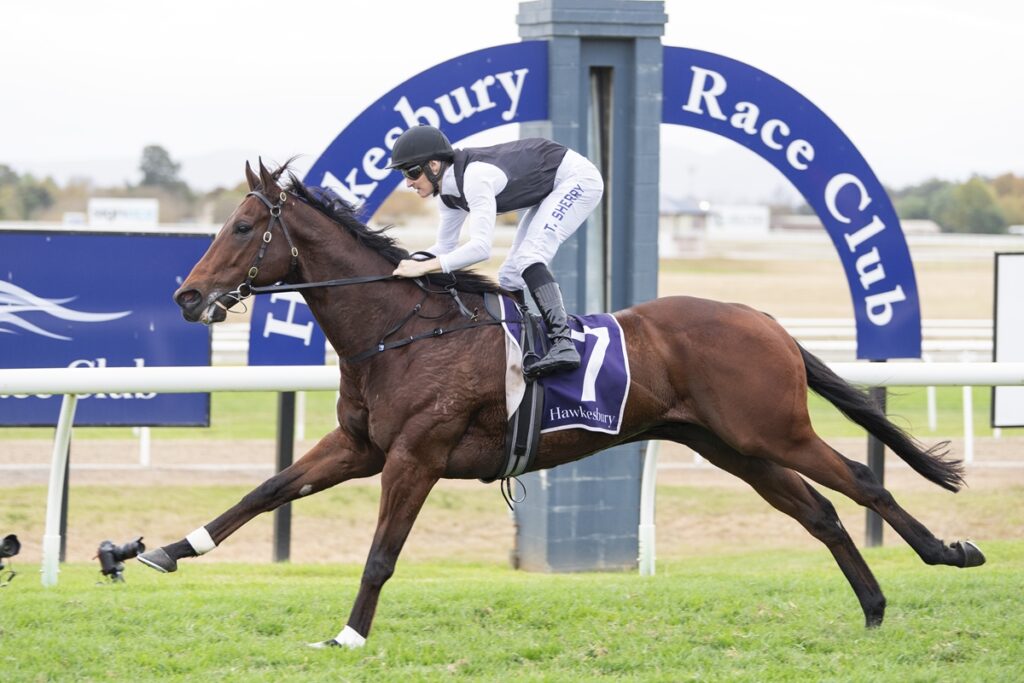 Horse and jockey sprinting on a racecourse, front-man position, Hawkesbury Race Club arch in background