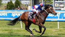 Jockey in blue, red, and white silks rides a galloping brown horse on a racetrack fence-lined course.