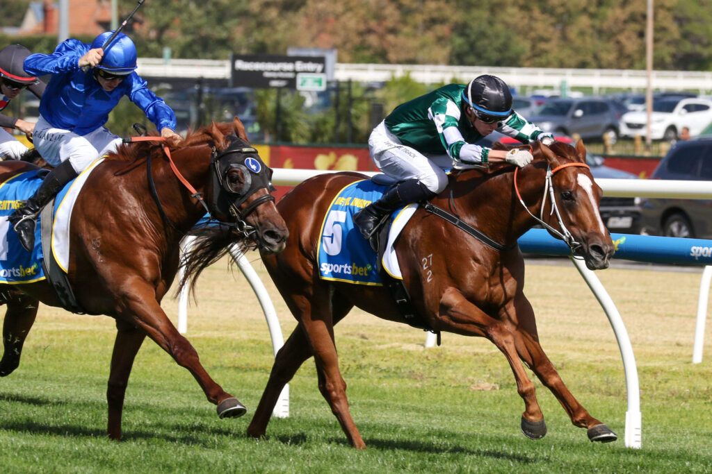 Jockeys race brown horses on a grassy turf, blue and green silks visible, mid-turn action.