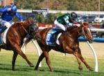 Jockeys race brown horses on a grassy turf, blue and green silks visible, mid-turn action.